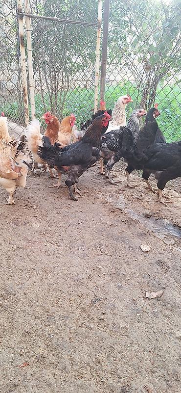 quş: Toyuq, Yumurtalıq — 4