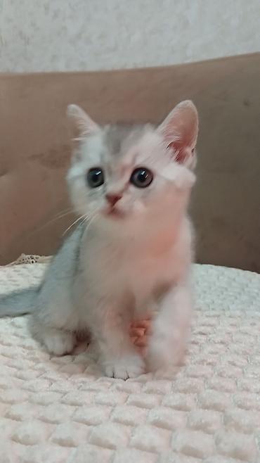 Pişiklər: Britan — 10