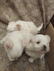 i̇tlər afcarka: Malta bolonka, 1 ay, Dişi