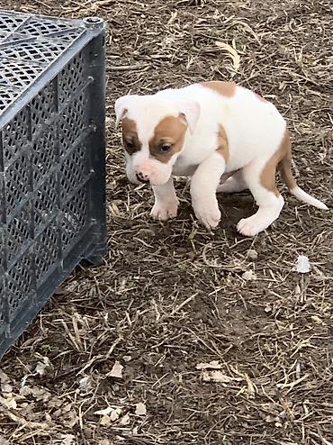 Продажа собак: Питбуль, 1 месяц, Самец — 13