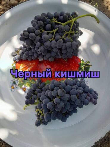 виноград аватар купить саженцы: Виноград