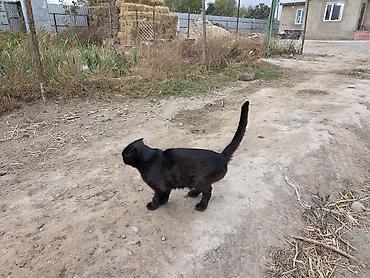 Отдам даром кошку: Кошка даром: Беспородная, Девочка — 2