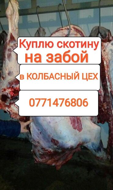Животные - Токмок: Куплю | Коровы, быки, Лошади, кони, Куры, петухи | Круглосуточно, Любое состояние