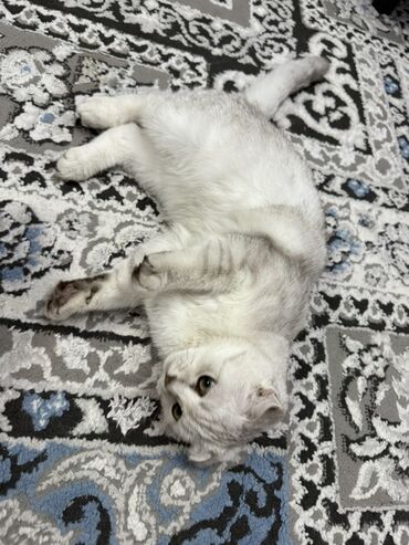 британская шиншилла кошка: Скотиш Фолд (Шотландиялык шалпаң кулак), 4 айлык, Эркек, Күмүш өңдүү шиншилла