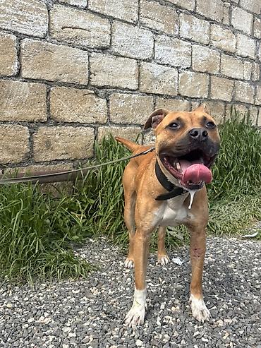 İtlər: Pitbul, 1 il, Erkek — 3