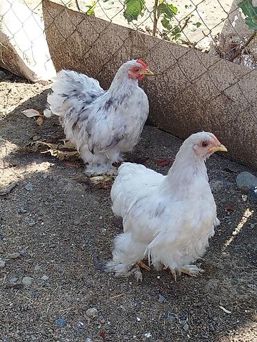 quş evi: 1 cüt karlik koxinlər satılır beçə fərədi cütü 45 manat ünvan Lenkaran — 2