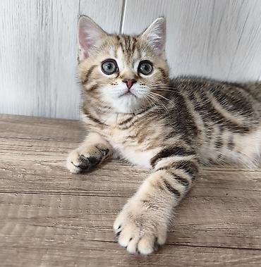 кошка породистый: Продается шотландский котенок Скоттиш Страйт Мальчик Окрас черный — 8