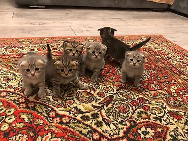 Şotland qıvrım qulaqlı balaca pişiklər - Cins: Scottish Fold (qıvrım lalafo.az -da Şotland qıvrım qulaqlı balaca pişiklər - Cins: Scottish Fold (qıvrım