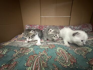 Продажа кошек: Тайская, 1 месяц, Мальчик