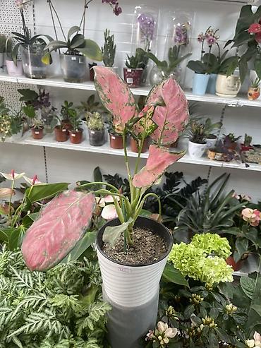 Сингониум розовый (Syngonium podophyllum, розовая вариегатность) -