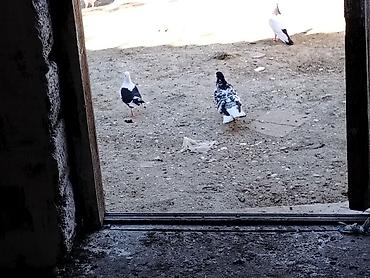 göyərçin satışı: Salam hazir cutduler bala veren quslardi maşdagadadilar 0516831165 — 6