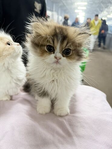 ağ pişik cinsləri: Персидская, Самец, Самка