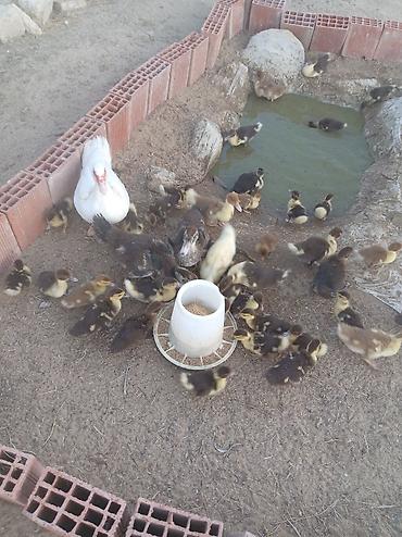 ördək balası və cücə: Muscovy ördəkləri – bala ördəklər - Cins: Muscovy (Hind ördəyi) - — 4