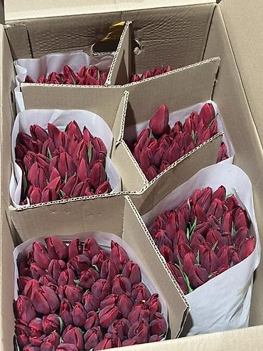 Букеты из живых цветов: Тюльпаны срезанные — оптом и в букетах - Ассортимент цветов: жёлтые at lalafo.kg — 8 Букеты из живых цветов: Тюльпаны срезанные — оптом и в букетах - Ассортимент цветов: жёлтые — 8