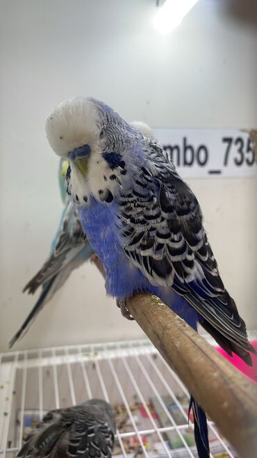 Tutuquşları: Bülbül (dalmatin naxışlı, mavi-ağ rəng çaları) – əhliləşdirilmiş — 1