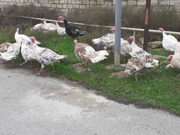 Hinduşka: Salam Hinduşkalar diri çəkisi --- erkəklər 12 manat, Dişilər 15 manat — 5