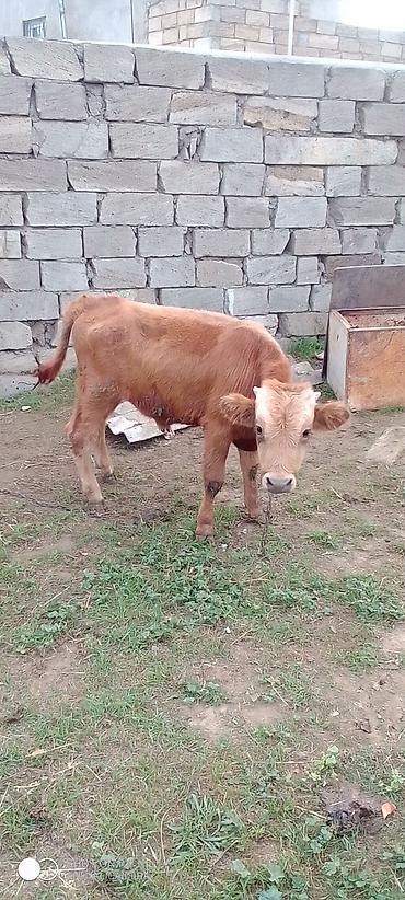 pitbul satisi: Erkəy dana Satılır 5-6 aylıq di real alıcıya yol pulu keçər — 6