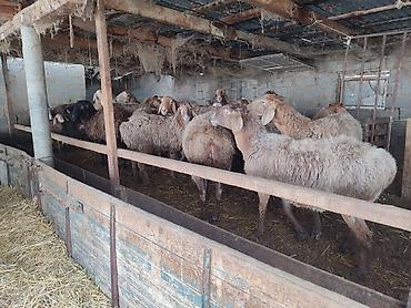 Баран, овца: Продаю | Овца (самка) | Для разведения | Матка — 6