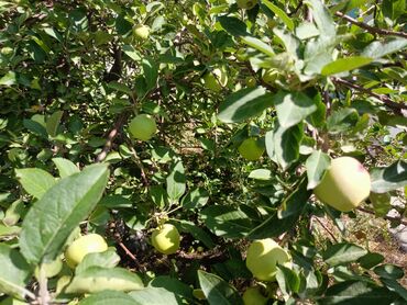 Продажа домов: Дом, 300 м², 4 комнаты, Собственник, Косметический ремонт at lalafo.kg — 22 Продажа домов: Дом, 300 м², 4 комнаты, Собственник, Косметический ремонт — 22