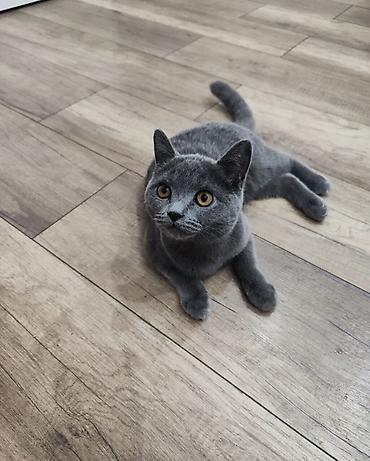Британский короткошёрстный котёнок, окраса блю (серый, однотонный). - at lalafo.kg Британский короткошёрстный котёнок, окраса блю (серый, однотонный). -