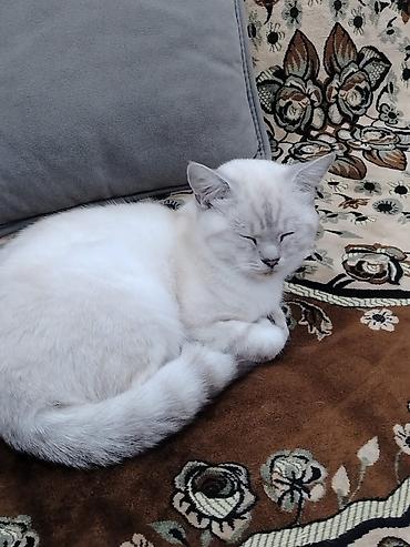 pisik satisi sumqayit: Şinşilla, Erkək — 2