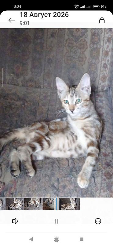 кошка в оше: Скотиш Страйт (Шотландская прямоухая), 3 месяца, Девочка — 7