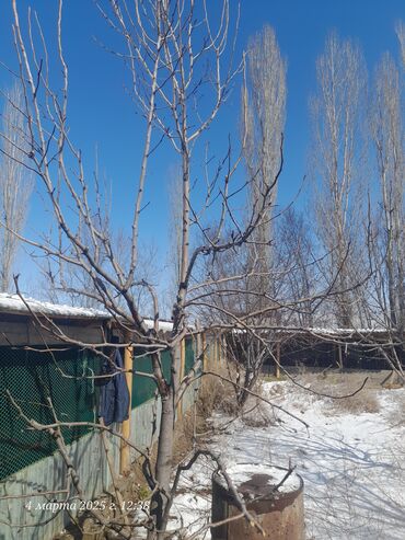 Спил деревьев, заготовка дров: Обрезка деревьев!!! Сезонная обрезка плодовых деревьев!!! Зима — 18