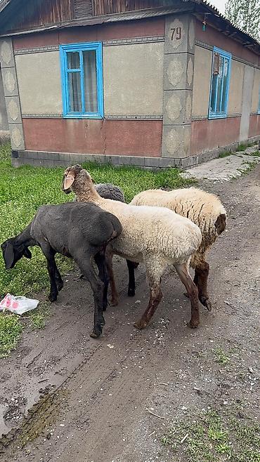 Баран, овца: Продаю | Ягненок | Для разведения — 1