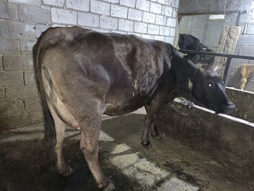 узи для коров: Продаю | Корова (самка) | Алатауская | Для разведения, Для молока | После отела