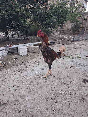 toyug cucə: Toyuq, Damazlıq — 8