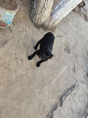 İtlər: Kane-Korso, 3 ay, Sənədli, Ödənişli çatdırılma, Ünvandan götürmə, Rayonlara çatdırılma — 12