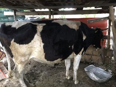 стелная карова: Продаю | Корова (самка) | Для молока
