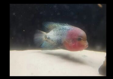 Akvariumlar: 2 l, Pulsuz çatdırılma