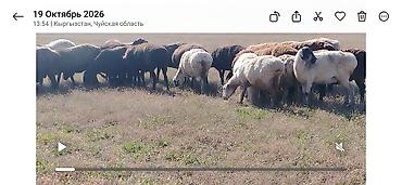 вьетнамский хмонг купить: Продаю | Овца (самка) | Гиссарская | Для разведения | Матка — 3