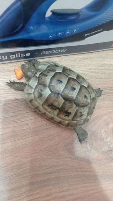 Gəmiricilər: Aralıq dənizi tisbaqasi.(testudo graeca) qidasi. yonca.kahi.cəfəriEv