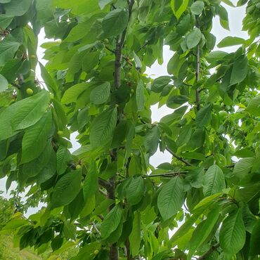 Torpaq sahələrinin satışı: 106 sot, Kənd təsərrüfatı, Mülkiyyətçi, Kupça (Çıxarış) — 3