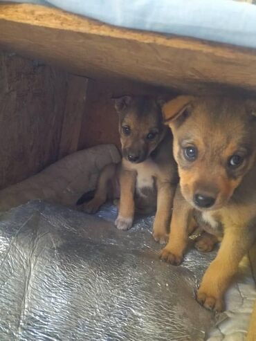 боксер собака: Собака даром: Звонок, 2 месяца, Самка, С прививкой