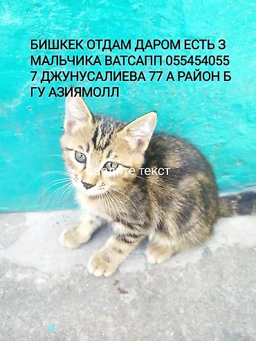 отдам даром котенка бишкек: Отдам даром возраст 3 месяца все мальчики . Бишкек район Азия Молл — 1