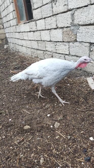 Hinduşka: Məhsul: Hinduşka (ev quşu) Təsvir: - Şəkillərdə boz/gümüşü rəngli və — 10