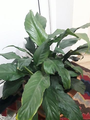 gül toxum satışı: Spathiphyllum (Sülh Zanbağı) – otaq bitkisi - Növ: Spathiphyllum — 2