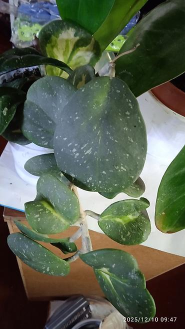 Хойи: Коллекционные хоии (Hoya) – несколько разновидностей в горшках и — 21