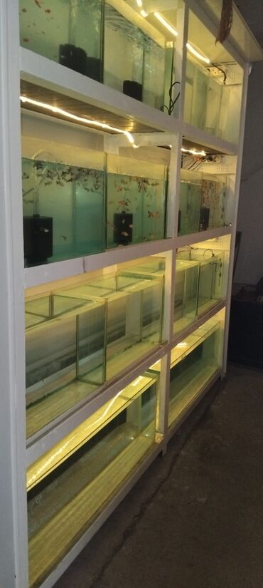 Akvariumlar: Dördbucaq akvarium, Balıqlarla birlikdə, 16 l, Ünvandan götürmə — 7