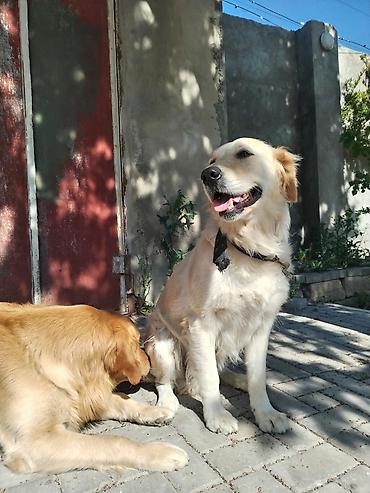 İtlər: Qızılı Retriver – səmimi və mehriban ailə iti - Cins: Golden — 2