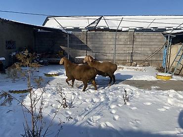 Баран, овца: Продаю | Овца (самка) | Арашан | Для разведения — 5