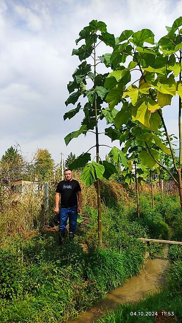 Другие виды семян и саженцев: ПАВЛОВНИЯ КОЧОТТОРУ САТЫЛАТ СОРТТОРУ: -ФТЭ - ШАНГТОНГ - ПАОТОНГ Z 07 — 5