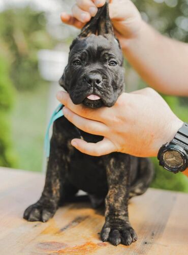 Psi: Postanite vlasnik jednog od naših vrhunskih Cane Corso štenaca — 12