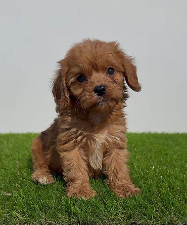 Psi: Cavapoo-Kavapu (cavalier king charles spaniel + pudla) Cavapoo, u — 2