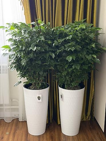 кофейное дерево комнатное: 🪴 Кофе дарагы 🌿 Бою: 140 см 🪴 Горшок менен кошо 💰 Баасы: 3500 сом — 2