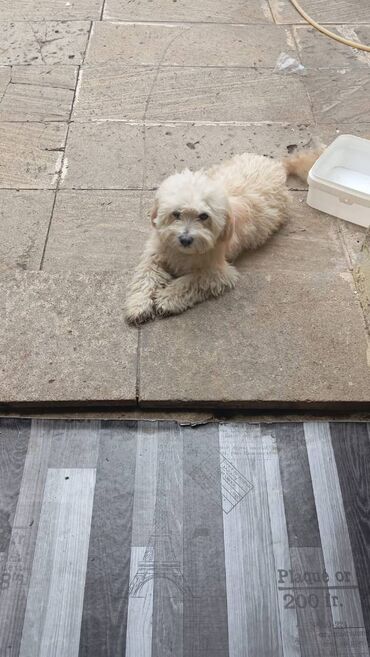 it elanlari: Tecili satilir razilasma var