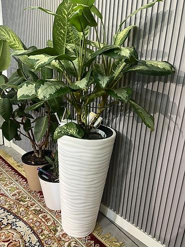 Другие комнатные растения: Женское счастье гигант сорт По городу доставка бесплатно Крупные — 34